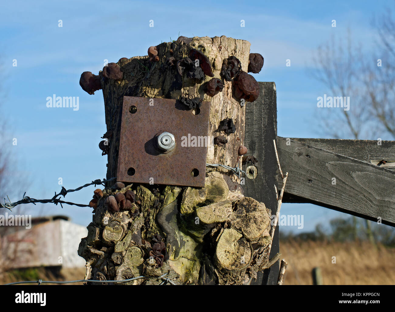 Schwarze Hexen "Butter, Pilz, Exidia glandulosa, Exidia truncata, fruchtbildung an alten gatepost, Lancashire, Großbritannien Stockfoto