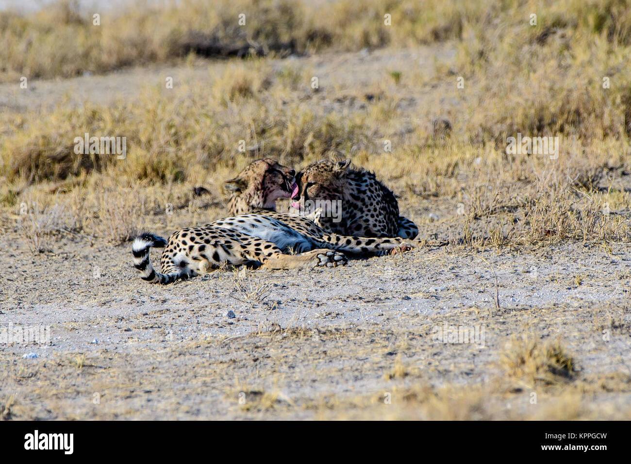 Cheetah Brüder einander Putzende Stockfoto