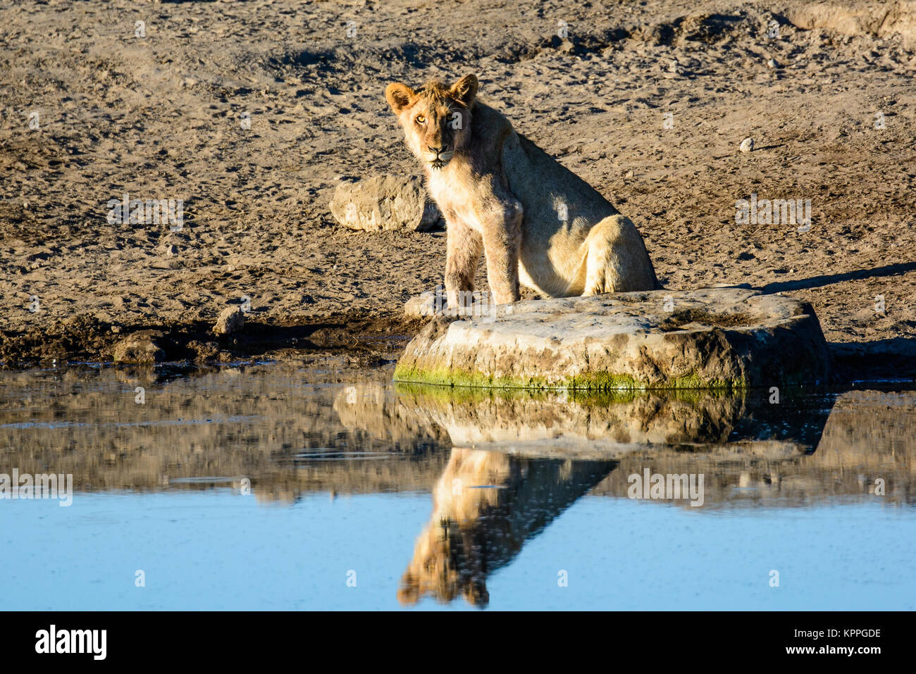 Löwin und Reflexion über das Wasserloch gestarrt Stockfoto
