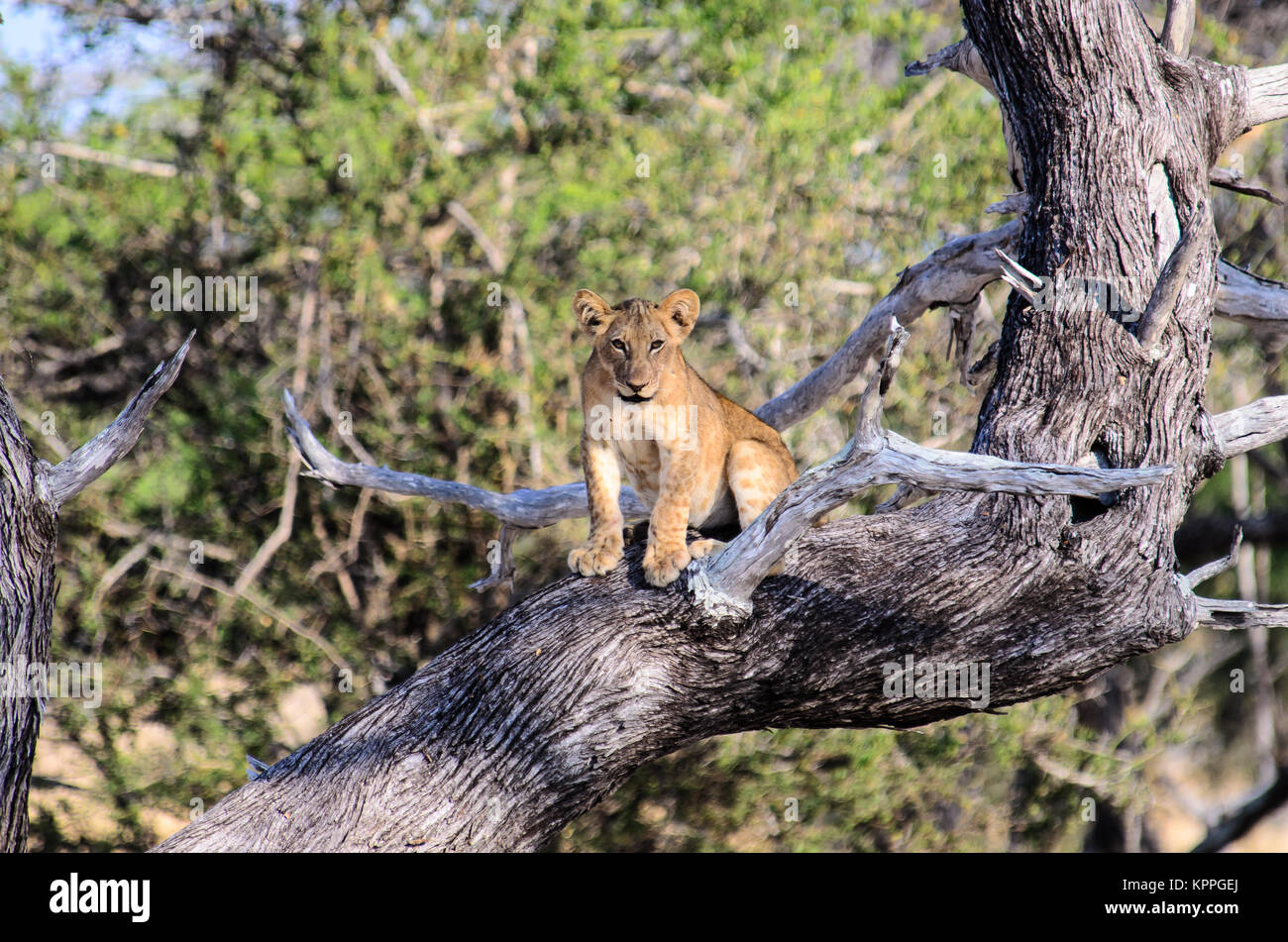 Verwirrt lion Cub saß in einem Baum Stockfoto