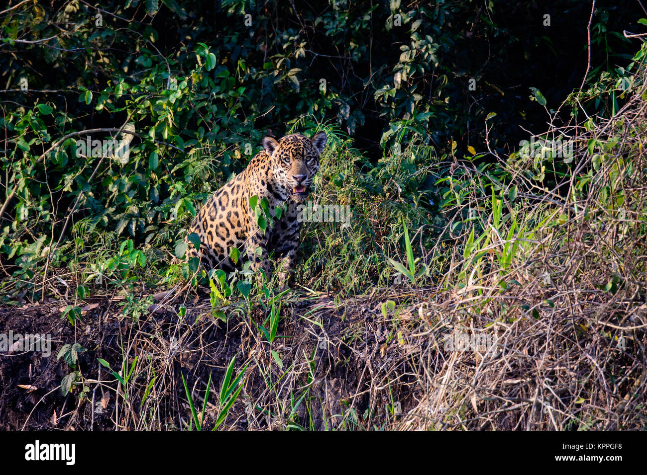 Jaguar starrte von der Sicherheit des Flussufers Stockfoto