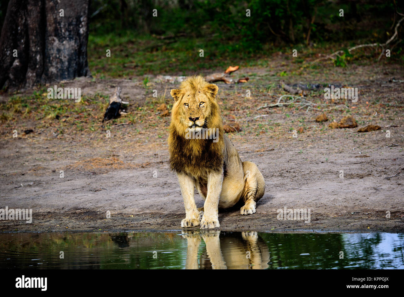 Männliche Löwe sitzen neben dem Wasserloch beobachten Stockfoto