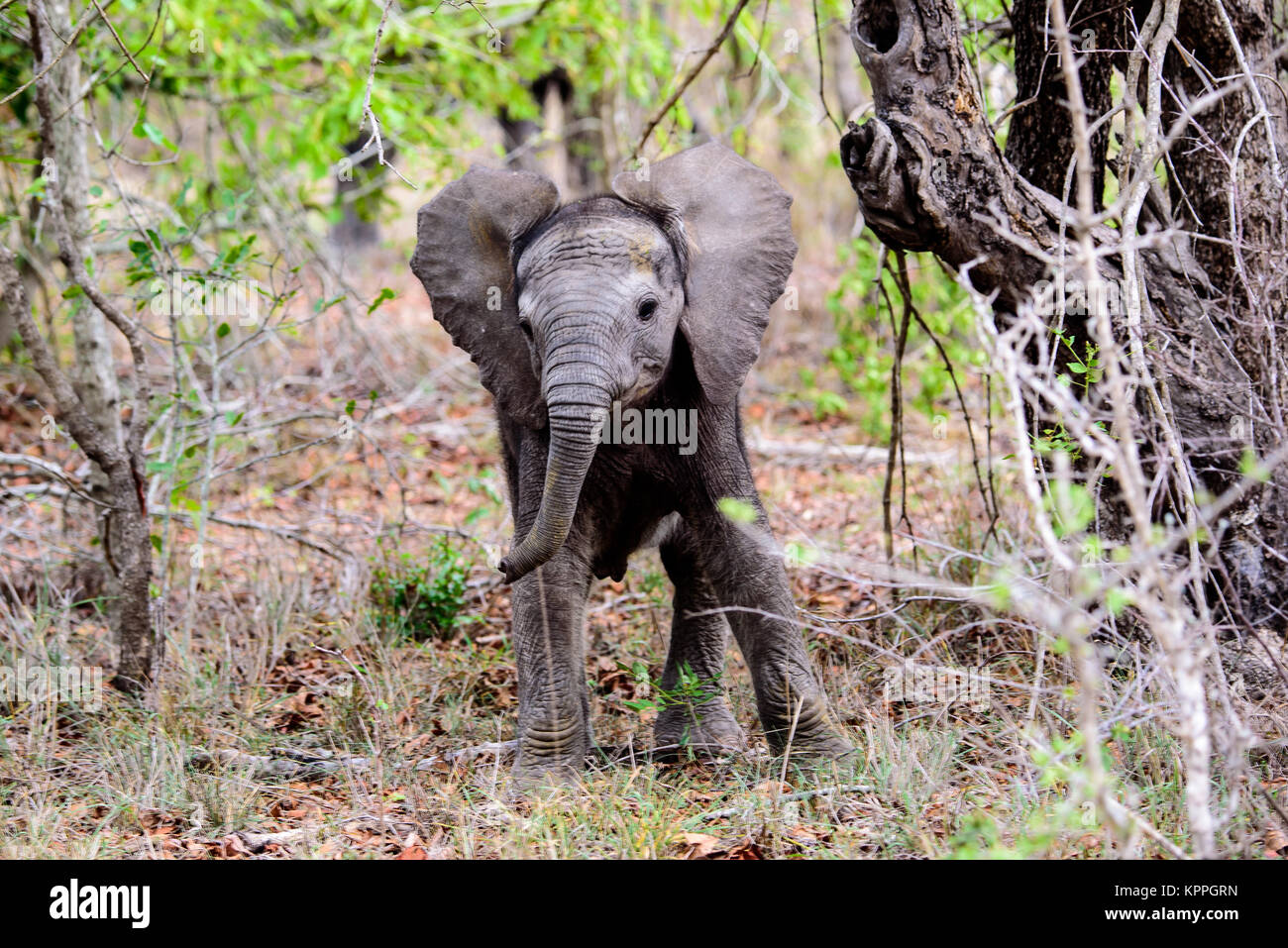 Neugierig Baby Elefant genau beobachten von der Sicherheit der Wald Stockfoto