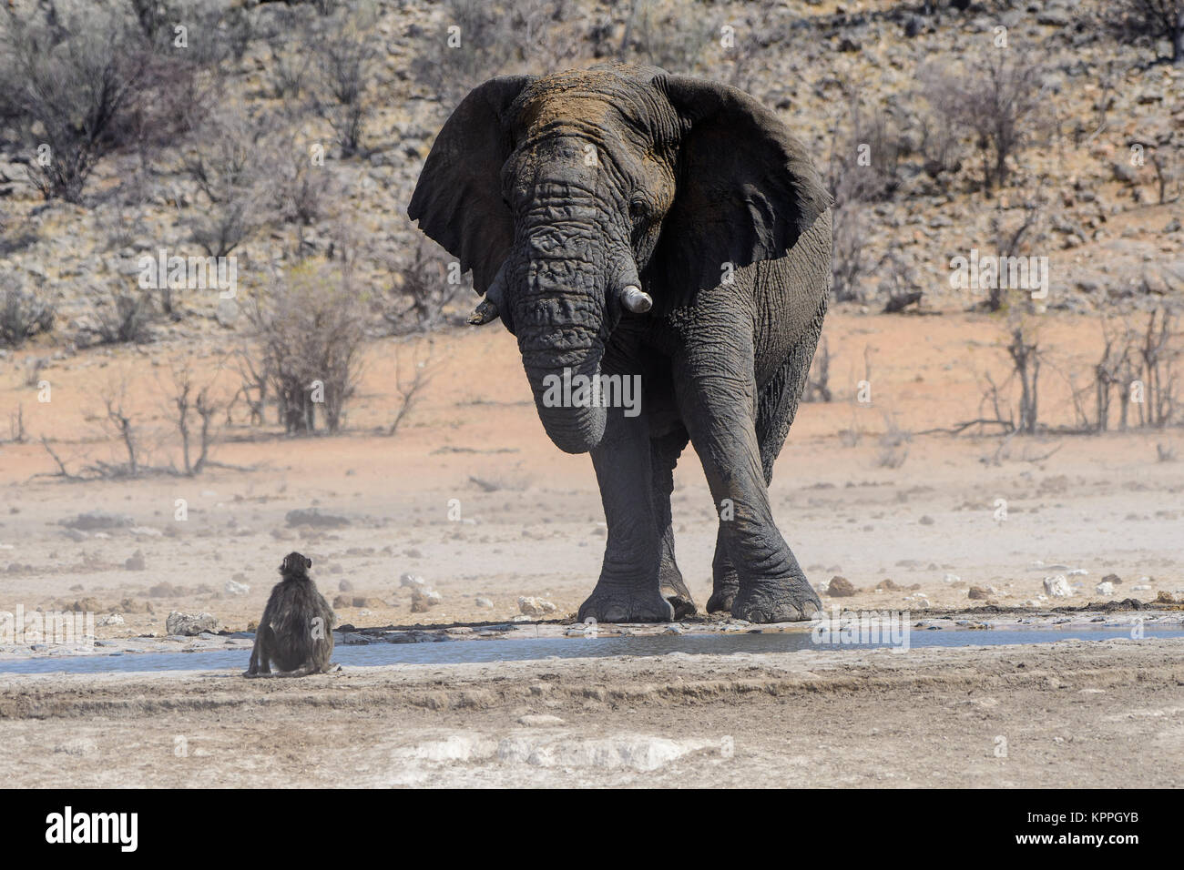 Bull Elephant in einer Sitzung Pavian mit Interesse anstarren oder ist es Verachtung Stockfoto