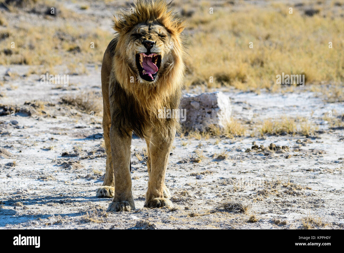 Männliche Löwe versucht einzuschüchtern und aggressiv werden. Stockfoto