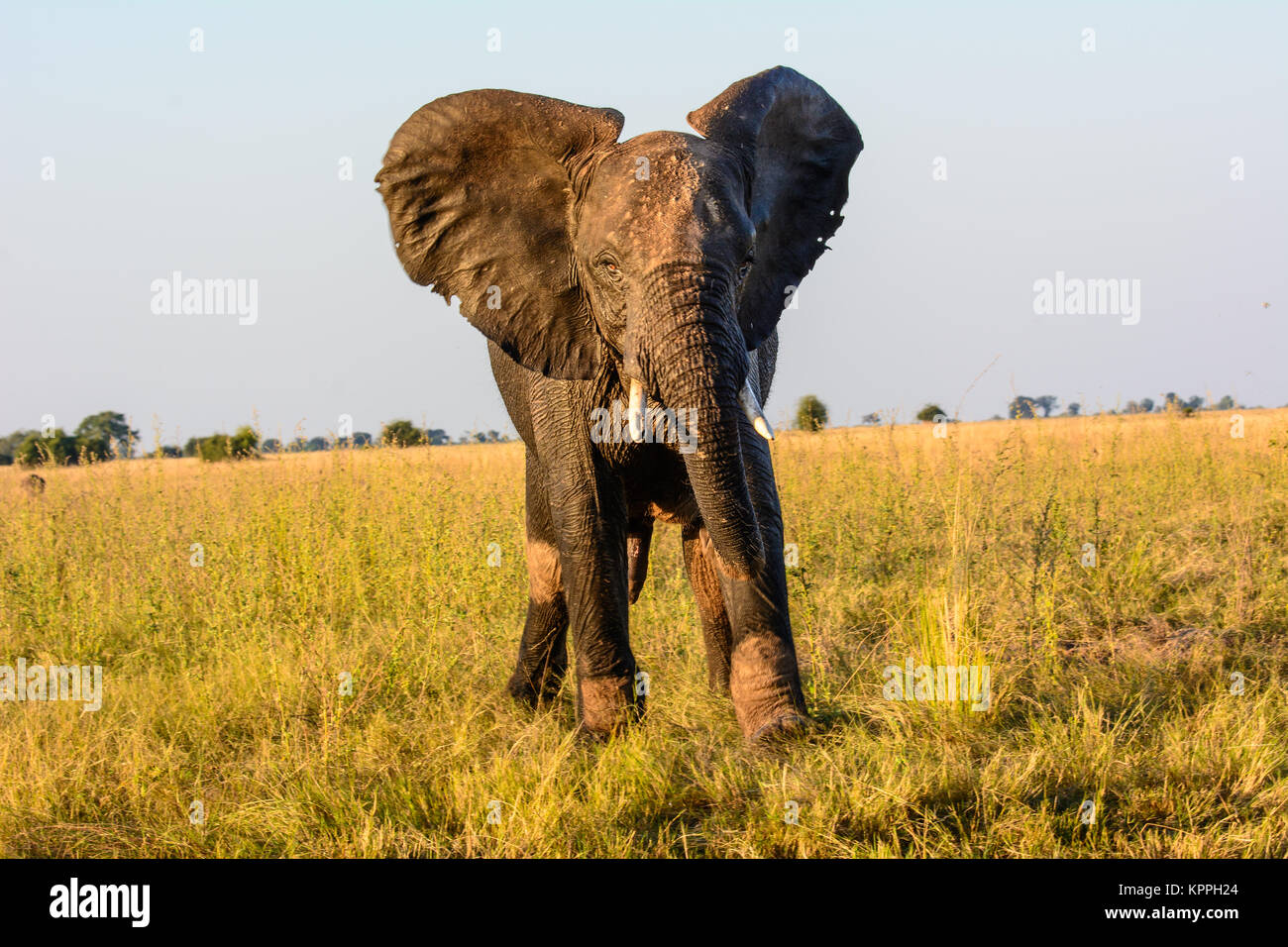 Afrikanischer Elefant Aufmerksamkeit genau beobachten Stockfoto
