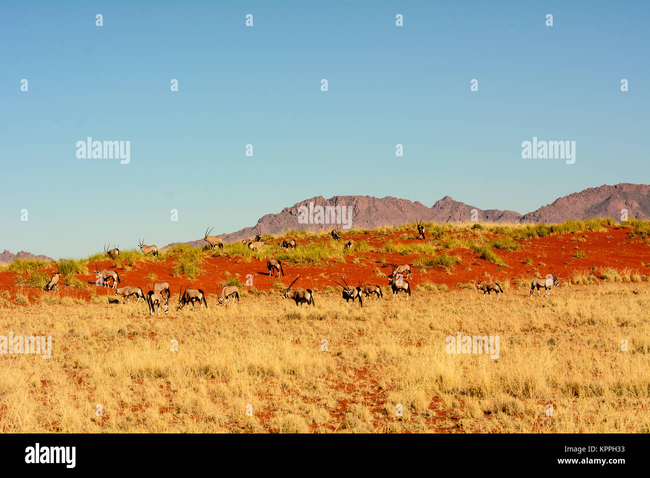 Natürliche Schönheit der namibischen Landschaft mit Oryx Stockfoto