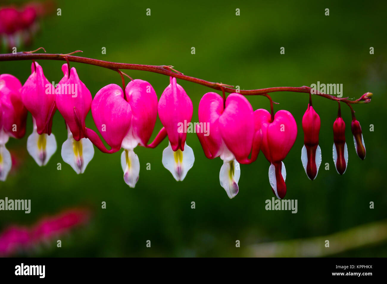 Zweig der blutenden Herzen Blumen vor einem grünen Hintergrund. Stockfoto