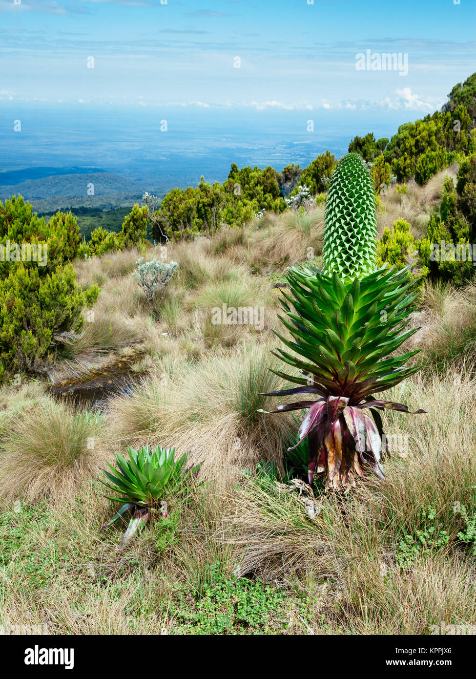 Riesige Lobelia (Lobelia deckenii) in Mount Kenya Nationalpark Stockfoto