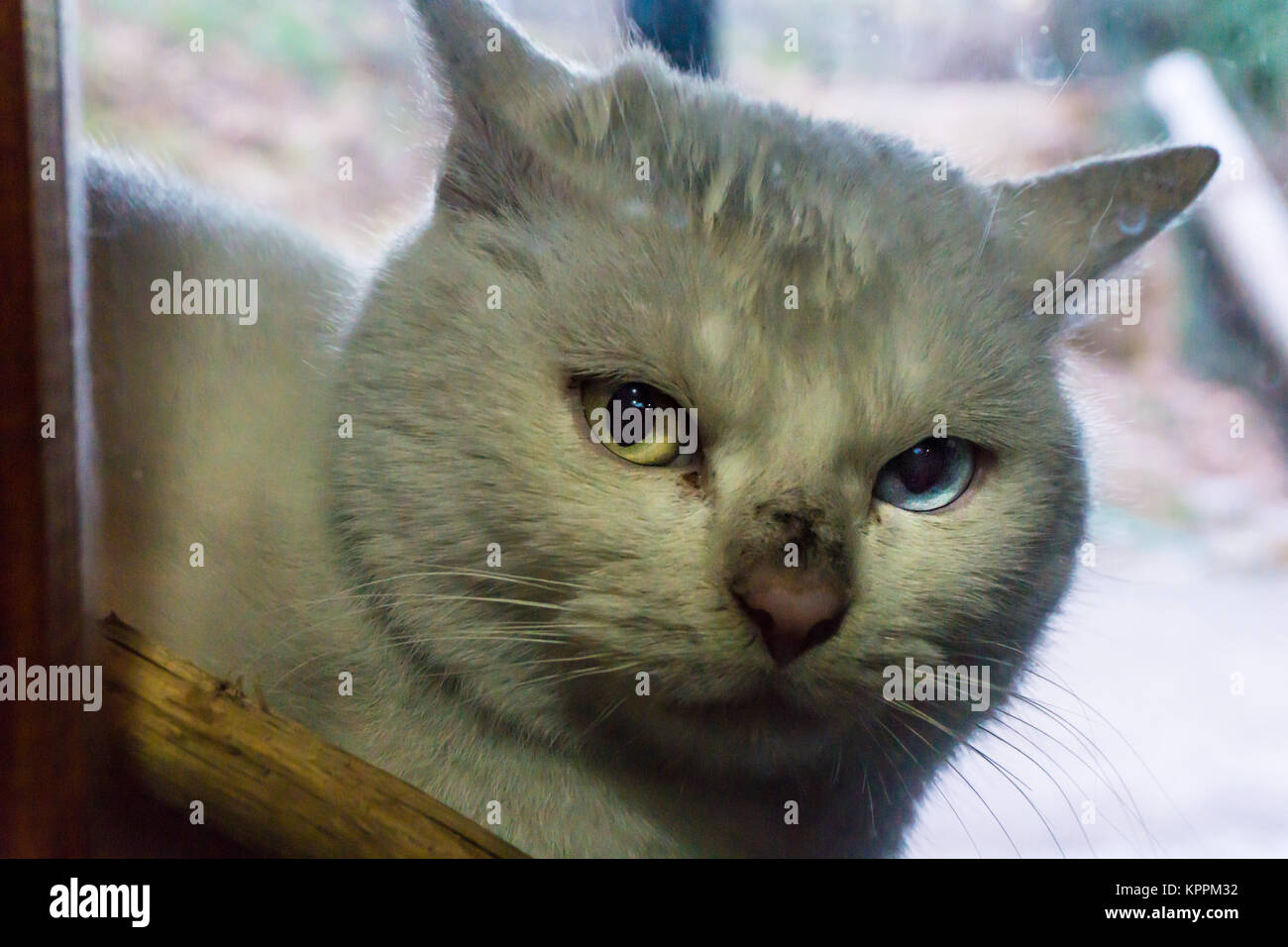 Eine Schmutzig weiße Katze mit verschiedenfarbigen Augen schaut durch das Fenster Stockfoto