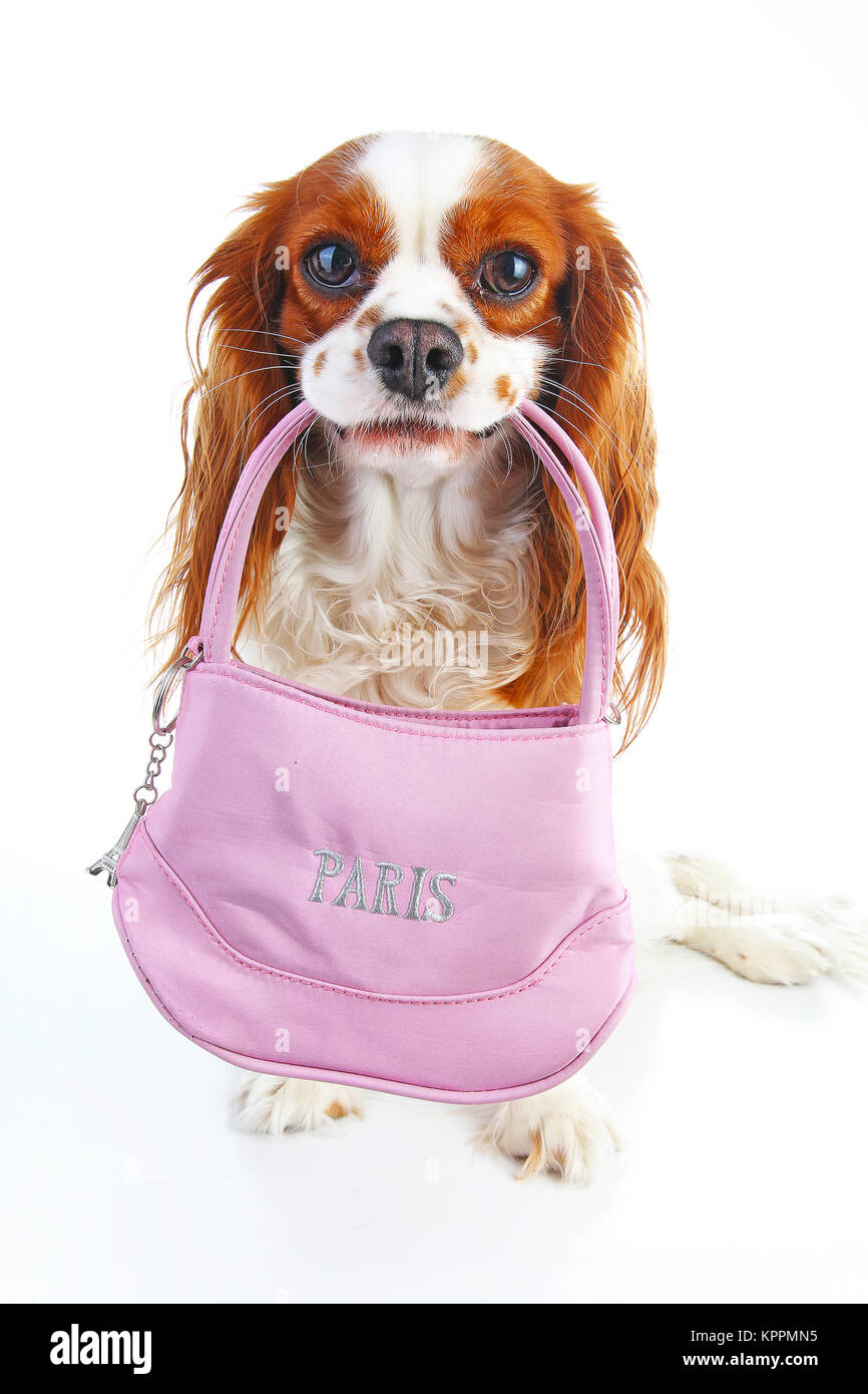 Hund Holding souvenir Tasche auf isolierten weißen Hintergrund. Hund mit französischen Souvenir aus Paris. Cute Ausgebildete Haustiere Hunde Tiere. Niedlich. Stockfoto