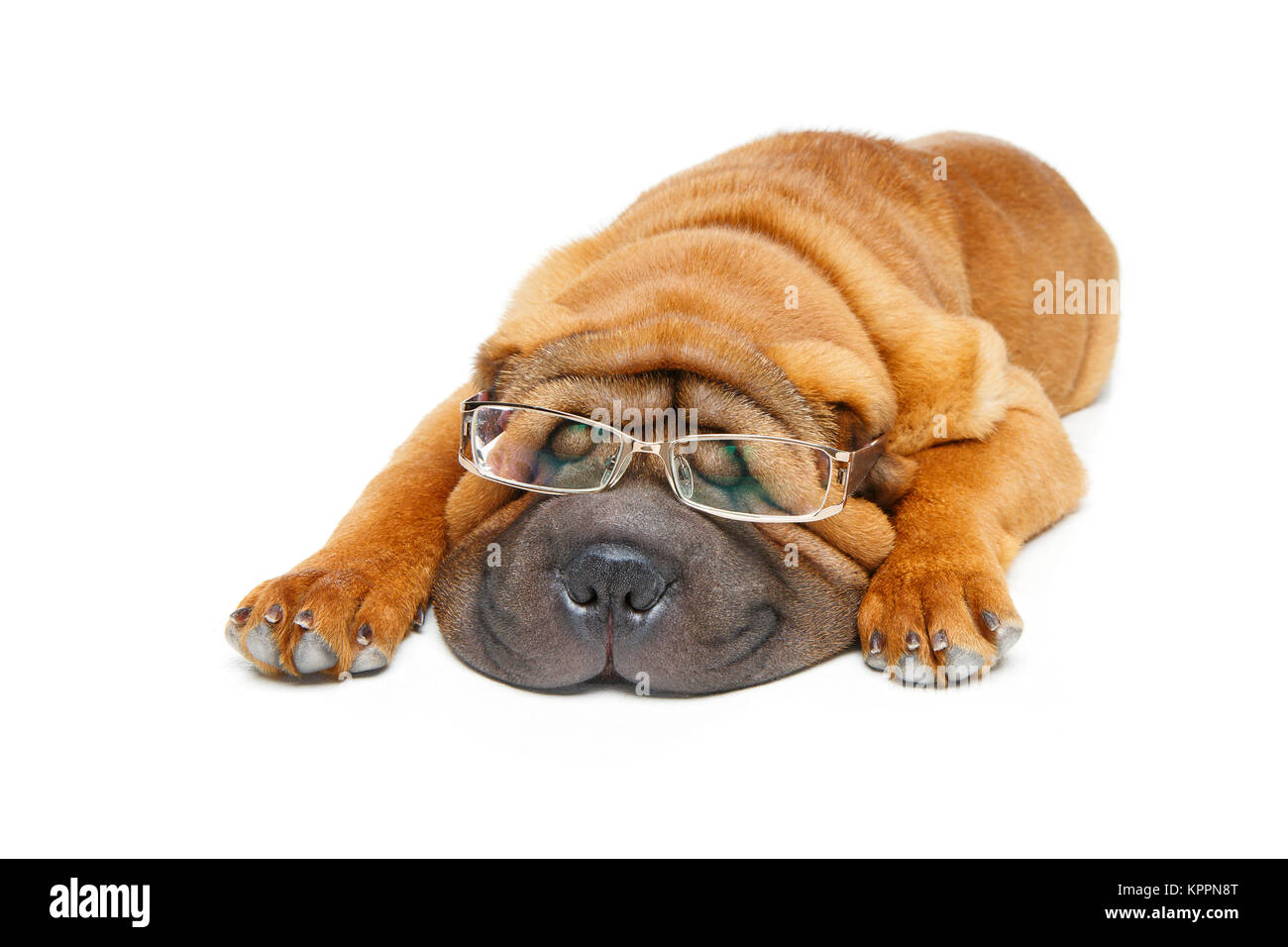 Schönen Shar Pei Welpen Stockfoto
