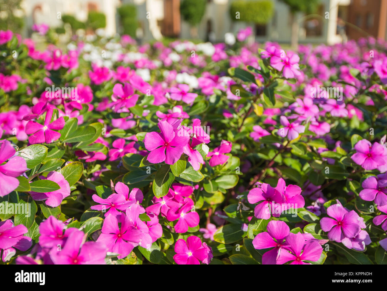 Madagascar periwinkle catharanthus roseus madagascar Fotos und