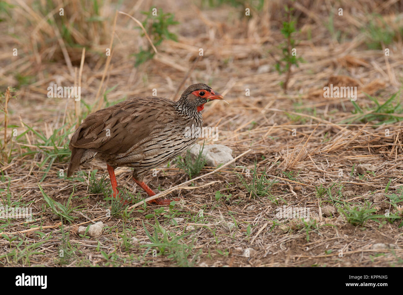 Red-necked Spurfowl oder Red-necked Froncolin (pternistis Afer oder Froncolinuus Afer) Jagd im Tarangire Nationalpark Stockfoto