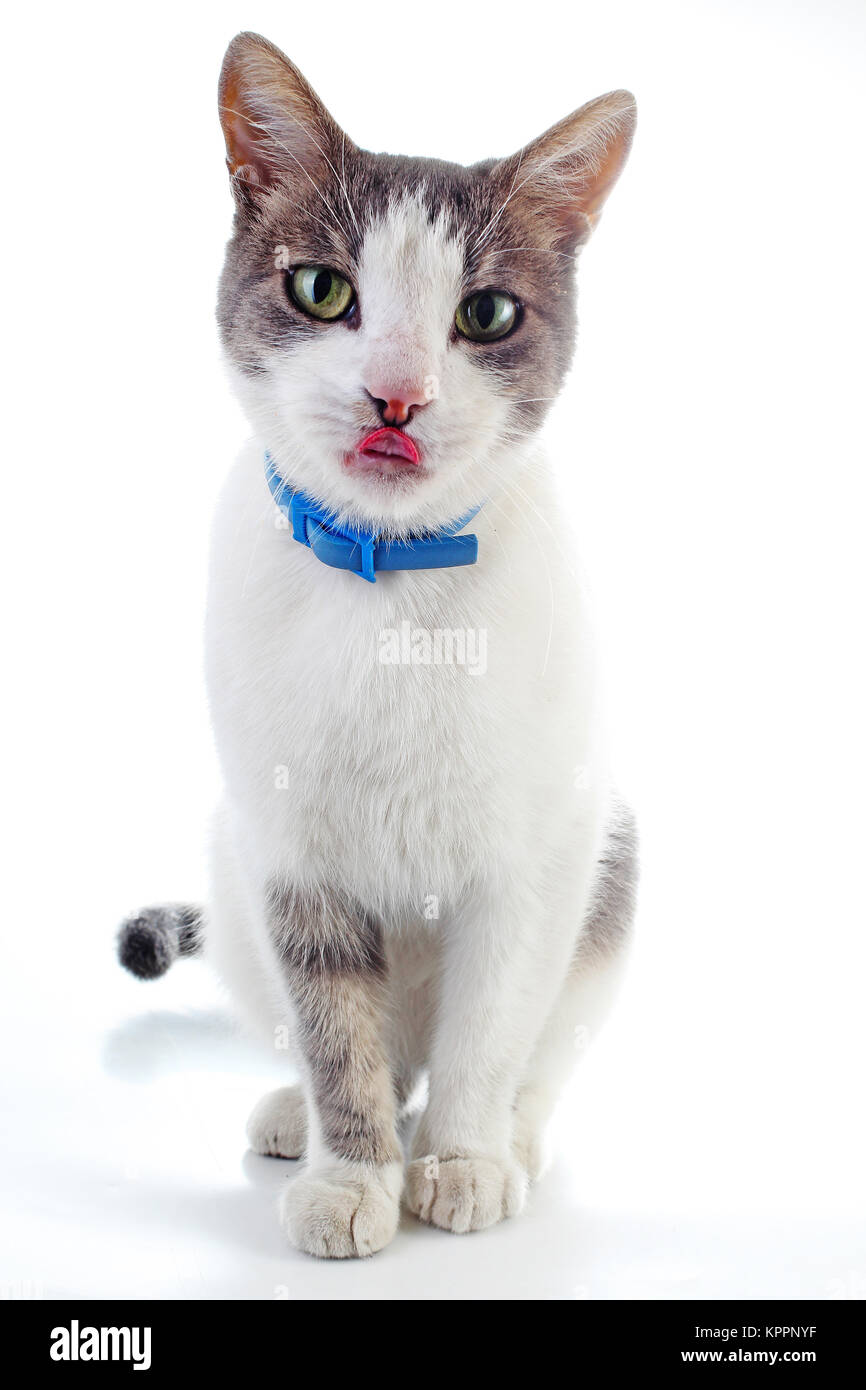 Hauskatze auf isolierten weißen studio Hintergrund. Silber und grau-weißen Muster. Cat Farben. Ausgebildete süße Katze Kätzchen. Stockfoto