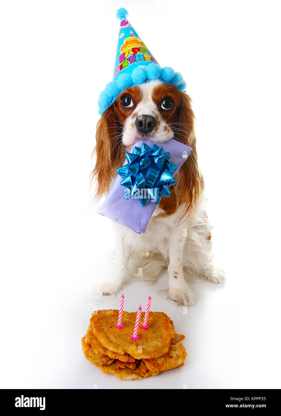 Geburtstag hund -Fotos und -Bildmaterial in hoher Auflösung – Alamy