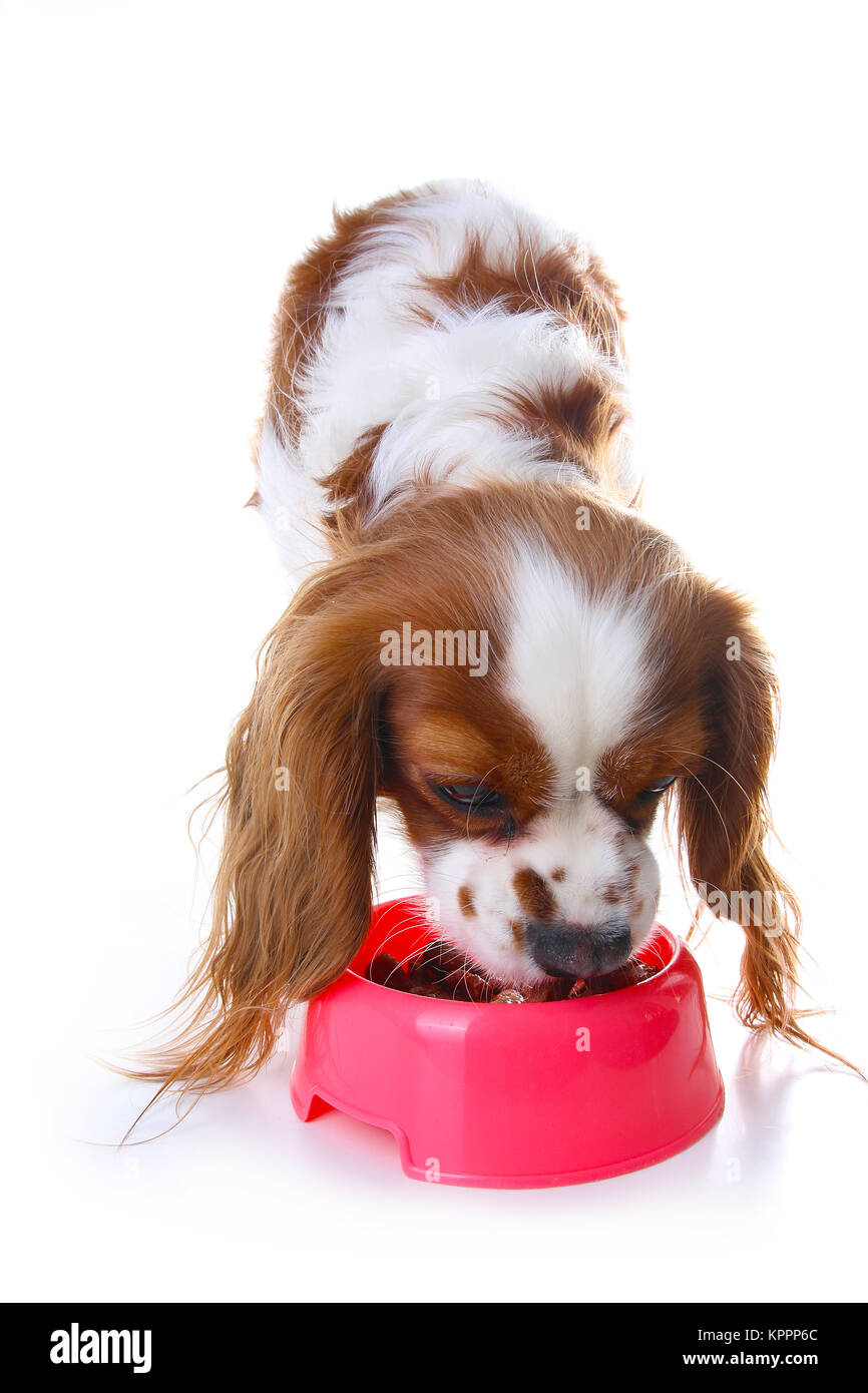 Hund essen tierische Nahrung mit rotem Kunststoff Schüssel. Hungrig Hund Foto Illustration. Hundefutter mit Welpen. Cavalier King Charles Spaniel auf isolierten weißen studio Hintergrund. Welpe Essen im Studio. Stockfoto