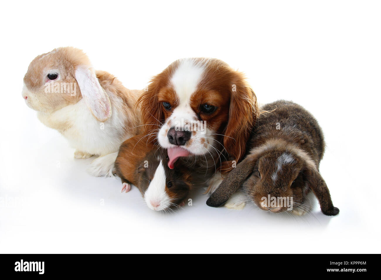 Tierischen Freunden. Wahre pet-Freunde. Hund Kaninchen bunny lop Tiere zusammen auf weißem studio Hintergrund isoliert. Haustiere lieben einander. Stockfoto