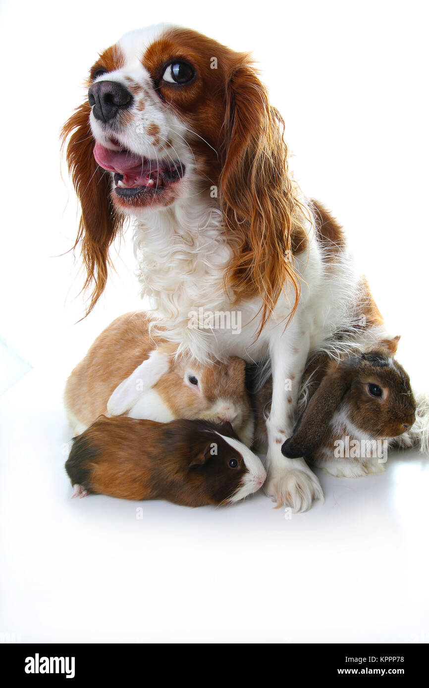 Tierischen Freunden. Wahre pet-Freunde. Hund Kaninchen bunny lop Tiere zusammen auf weißem studio Hintergrund isoliert. Haustiere lieben einander. Stockfoto