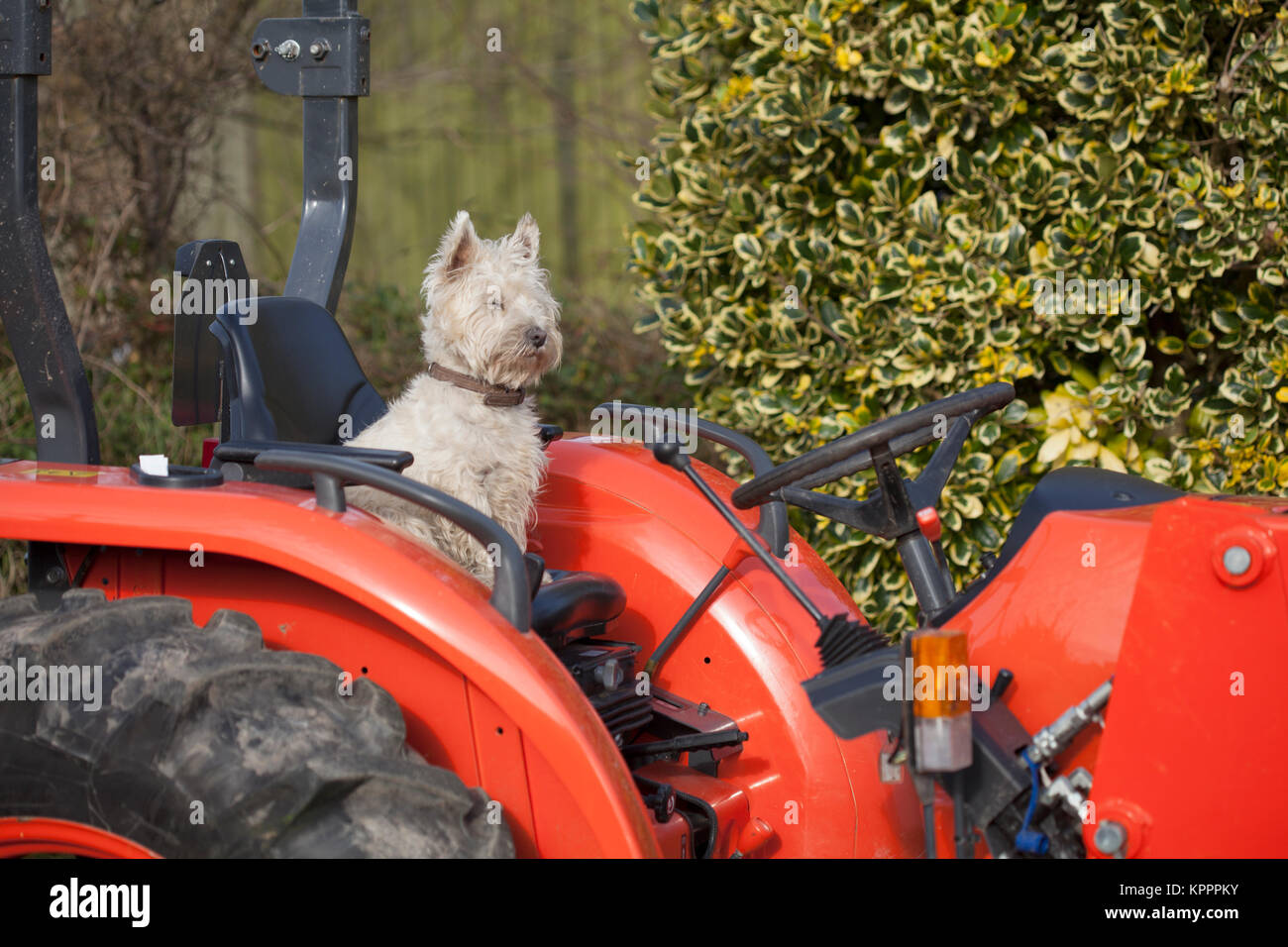 West Highland Terrier sitzt auf dem Fahrersitz eines roten Traktor Stockfoto