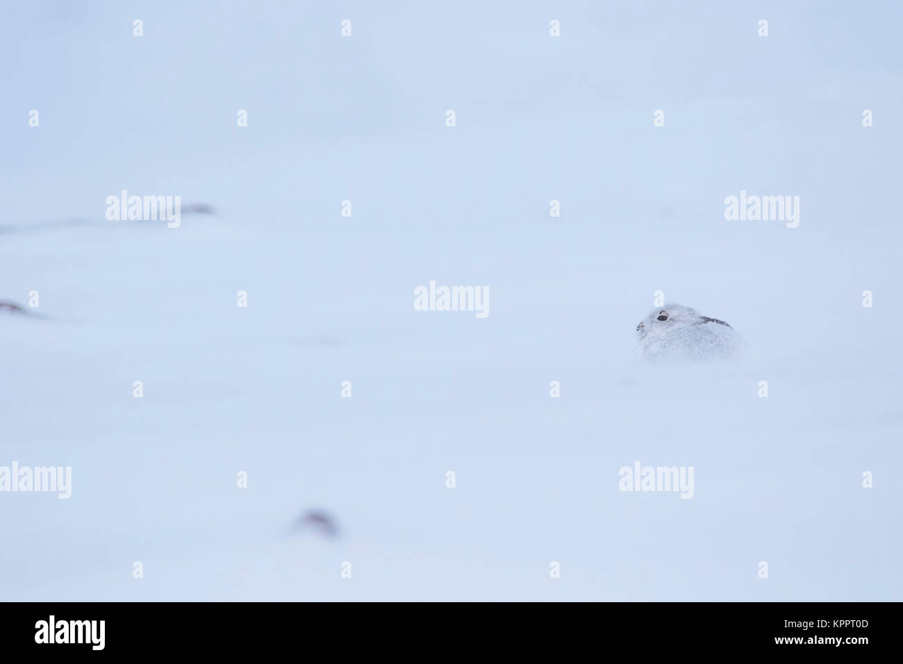 Berg hase Lepus timidus, im Winter Molt, Fell sitzen, laufen auf einem schneebedeckten Hang in Cairngorm National Park, Schottland Stockfoto