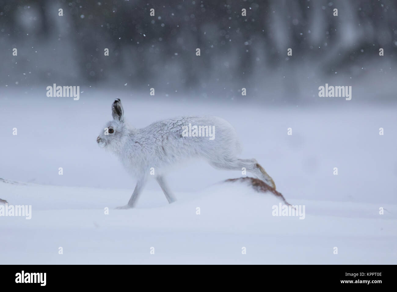 Berg hase Lepus timidus, im Winter Molt, Fell sitzen, laufen auf einem schneebedeckten Hang in Cairngorm National Park, Schottland Stockfoto
