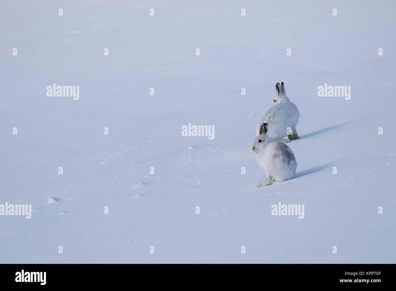 Berg hase Lepus timidus, im Winter Molt, Fell sitzen, laufen auf einem schneebedeckten Hang in Cairngorm National Park, Schottland Stockfoto