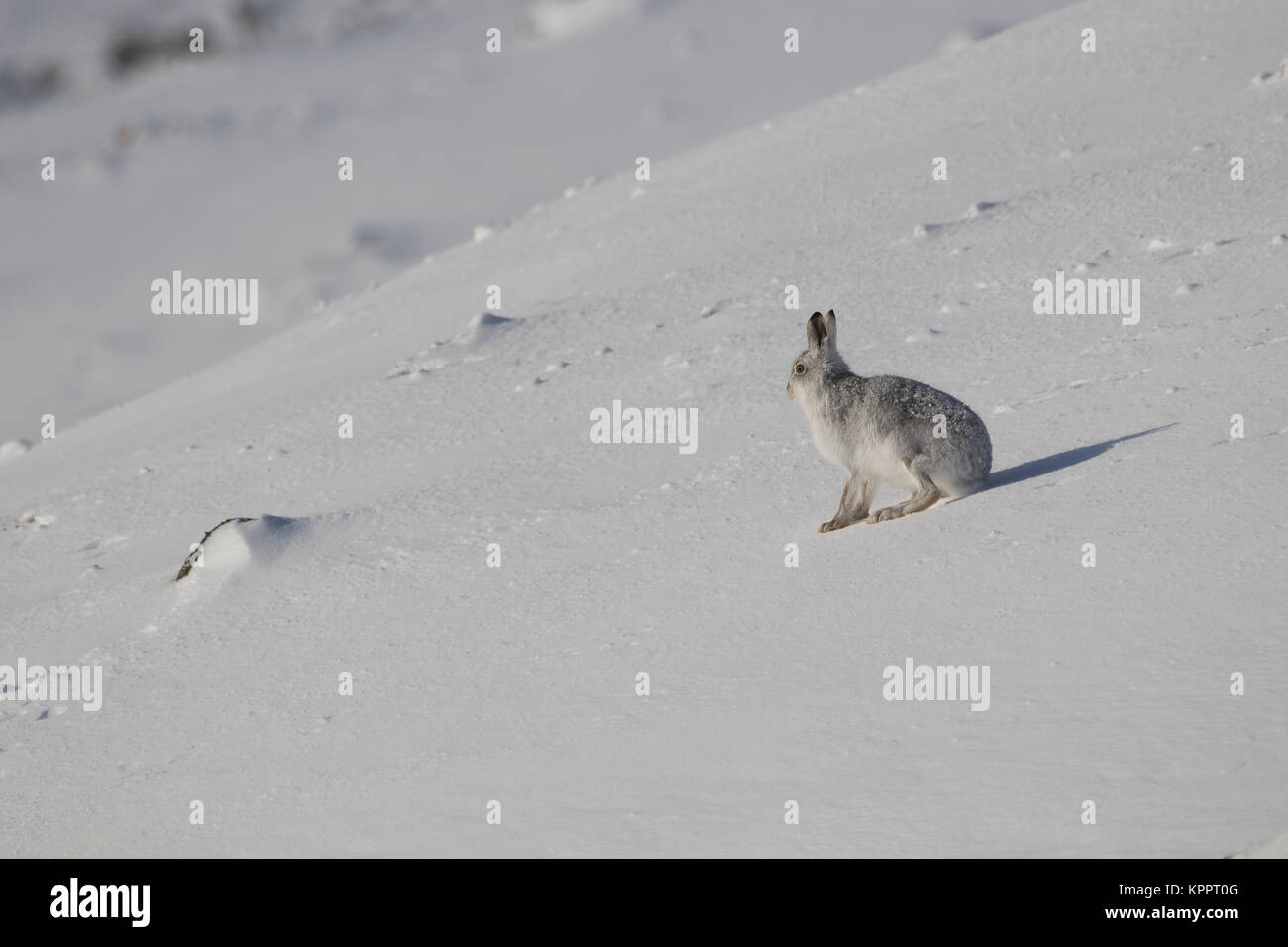 Berg hase Lepus timidus, im Winter Molt, Fell sitzen, laufen auf einem schneebedeckten Hang in Cairngorm National Park, Schottland Stockfoto