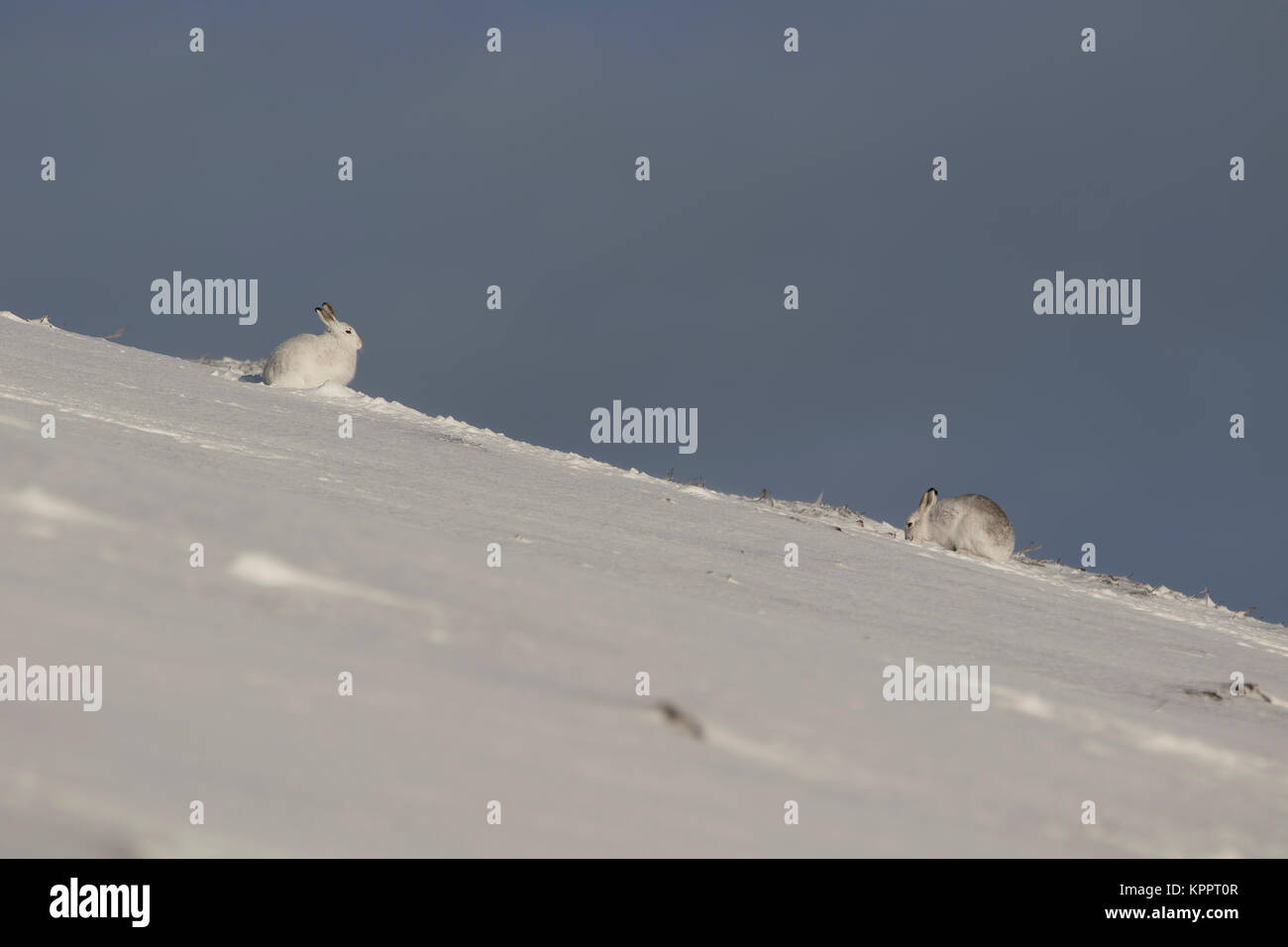 Berg hase Lepus timidus, im Winter Molt, Fell sitzen, laufen auf einem schneebedeckten Hang in Cairngorm National Park, Schottland Stockfoto