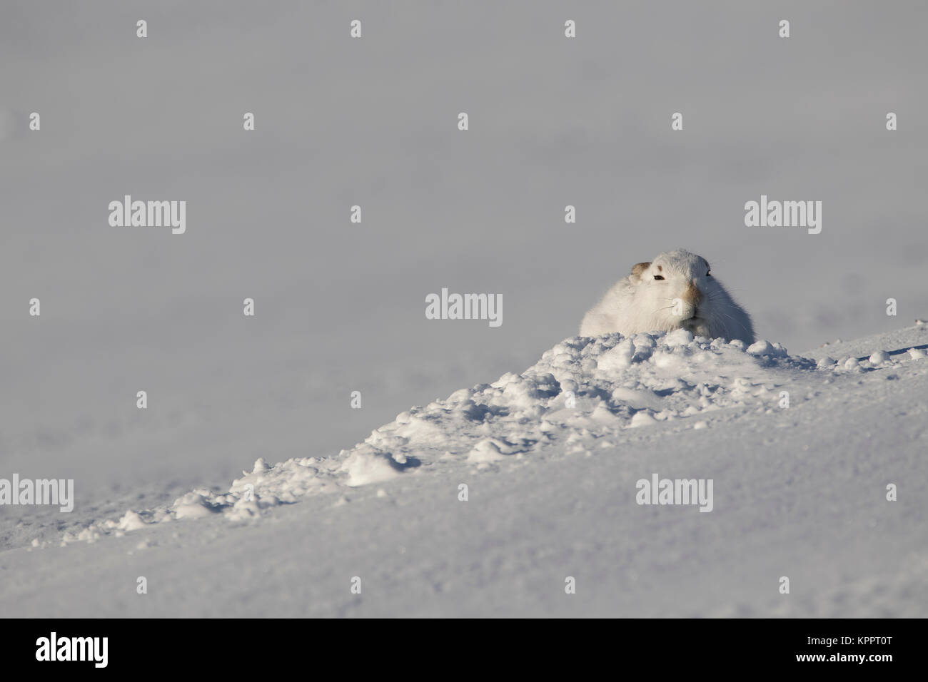 Berg hase Lepus timidus, im Winter Molt, Fell sitzen, laufen auf einem schneebedeckten Hang in Cairngorm National Park, Schottland Stockfoto