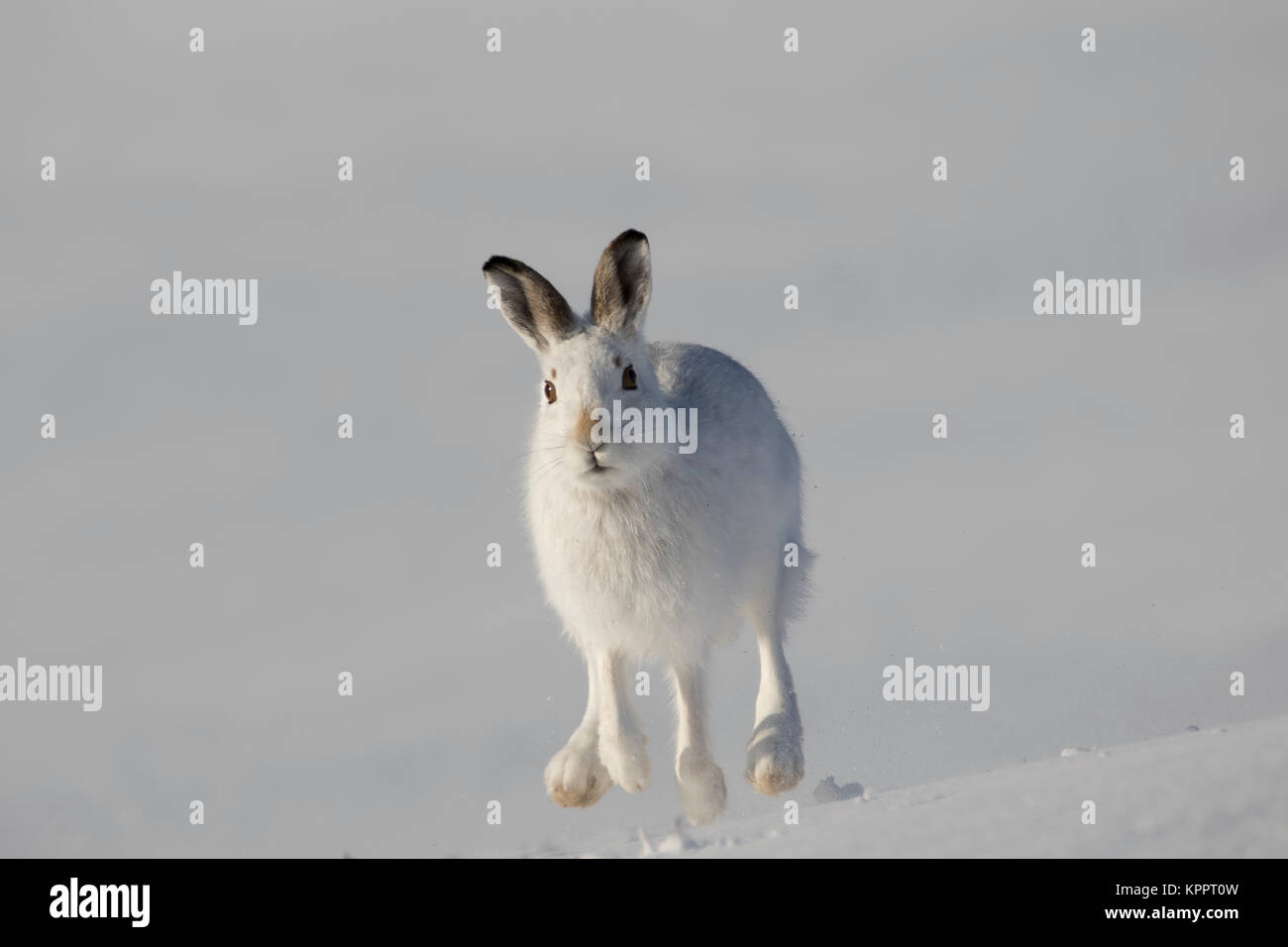 Berg hase Lepus timidus, im Winter Molt, Fell sitzen, laufen auf einem schneebedeckten Hang in Cairngorm National Park, Schottland Stockfoto