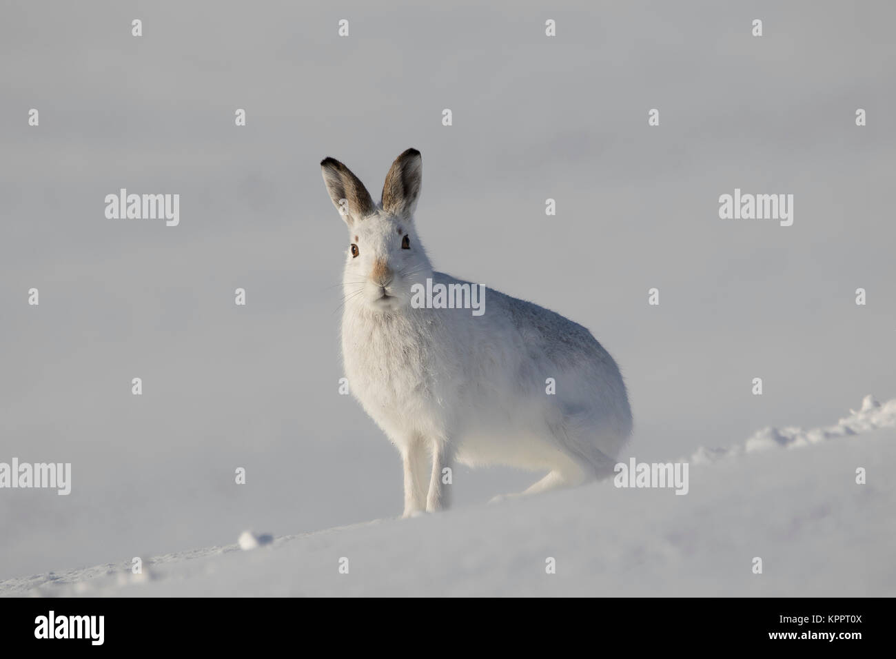 Berg hase Lepus timidus, im Winter Molt, Fell sitzen, laufen auf einem schneebedeckten Hang in Cairngorm National Park, Schottland Stockfoto