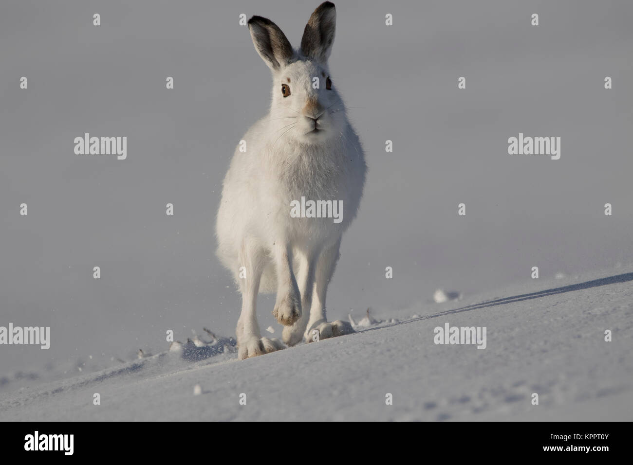 Berg hase Lepus timidus, im Winter Molt, Fell sitzen, laufen auf einem schneebedeckten Hang in Cairngorm National Park, Schottland Stockfoto