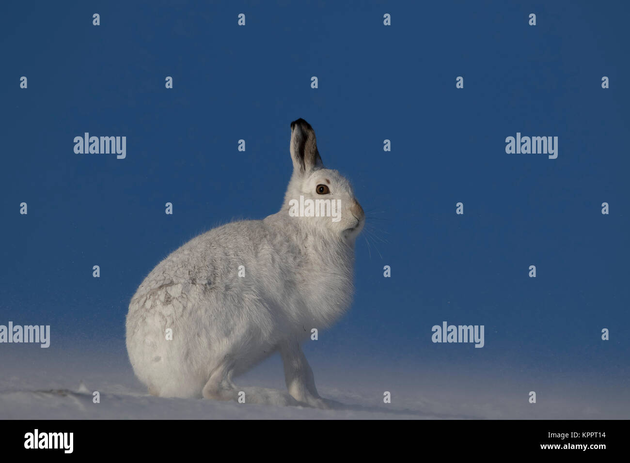 Berg hase Lepus timidus, im Winter Molt, Fell sitzen, laufen auf einem schneebedeckten Hang in Cairngorm National Park, Schottland Stockfoto