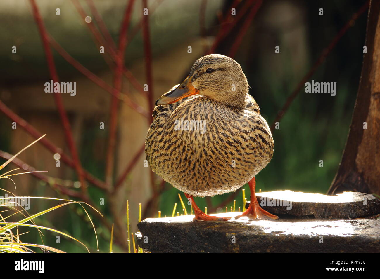 Duckte Weibchen besuchen den Gartenteich Stockfoto