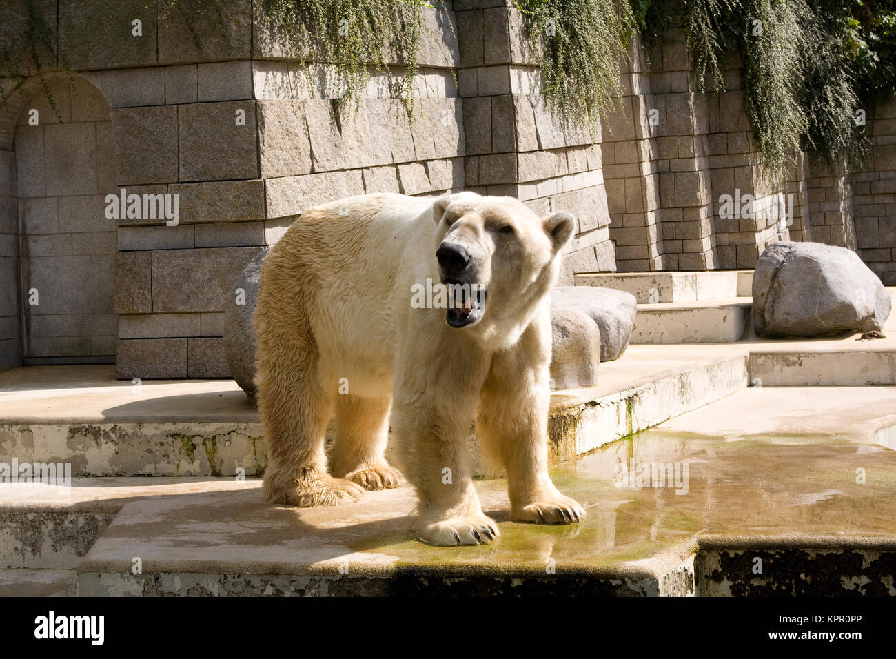 Europa, Deutschland, Wuppertal, der Zoo, der Eisbär (Ursus maritimus). Europa, Deutschland, Wuppertal, Zoo Wuppertal, Eisbaer (Ursus maritimus). Stockfoto