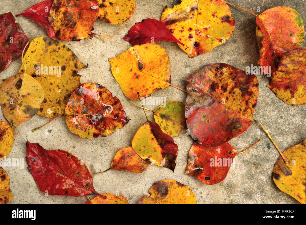 Herbstlaub verstreut auf Beton Stockfoto