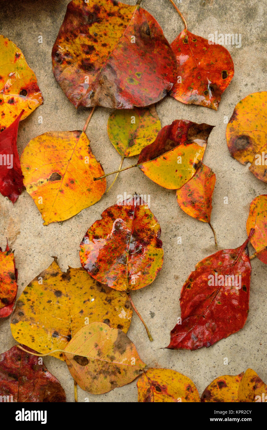 Herbstlaub verstreut auf Beton Stockfoto