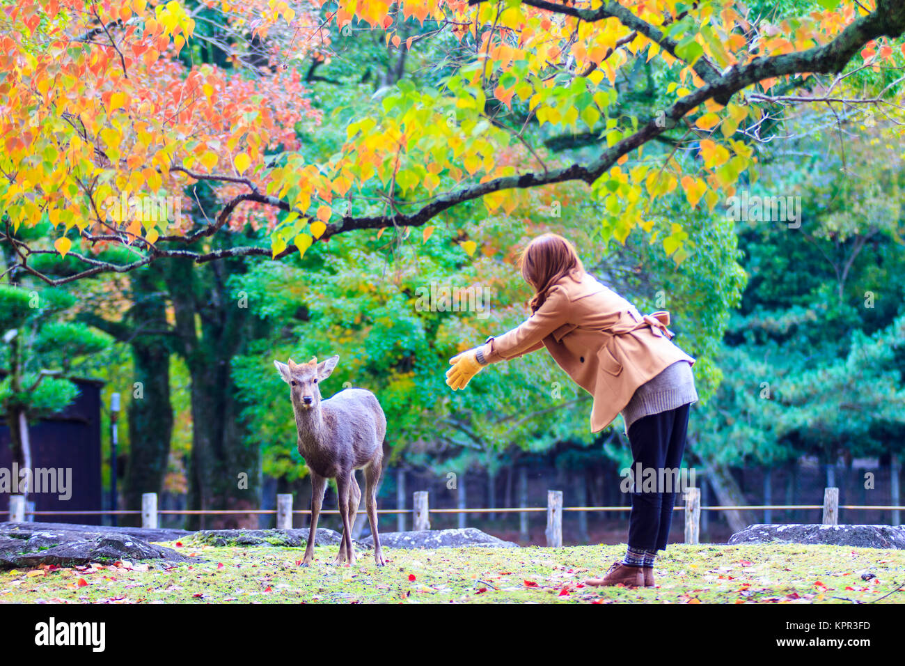 Herbst Jahreszeit von Nara mit schöner Farbe Ahorn Stockfoto