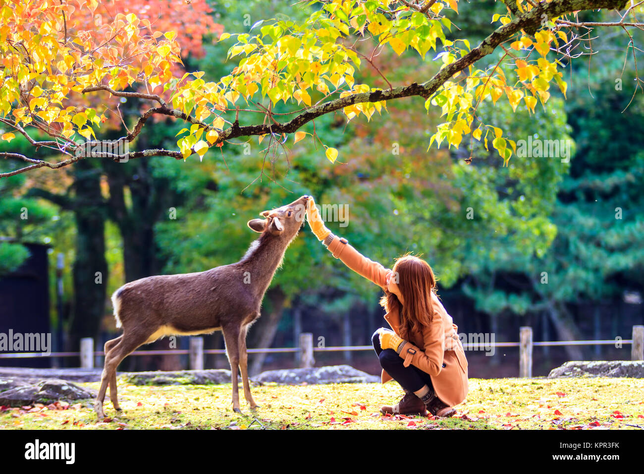 Herbst Jahreszeit von Nara mit schöner Farbe Ahorn Stockfoto