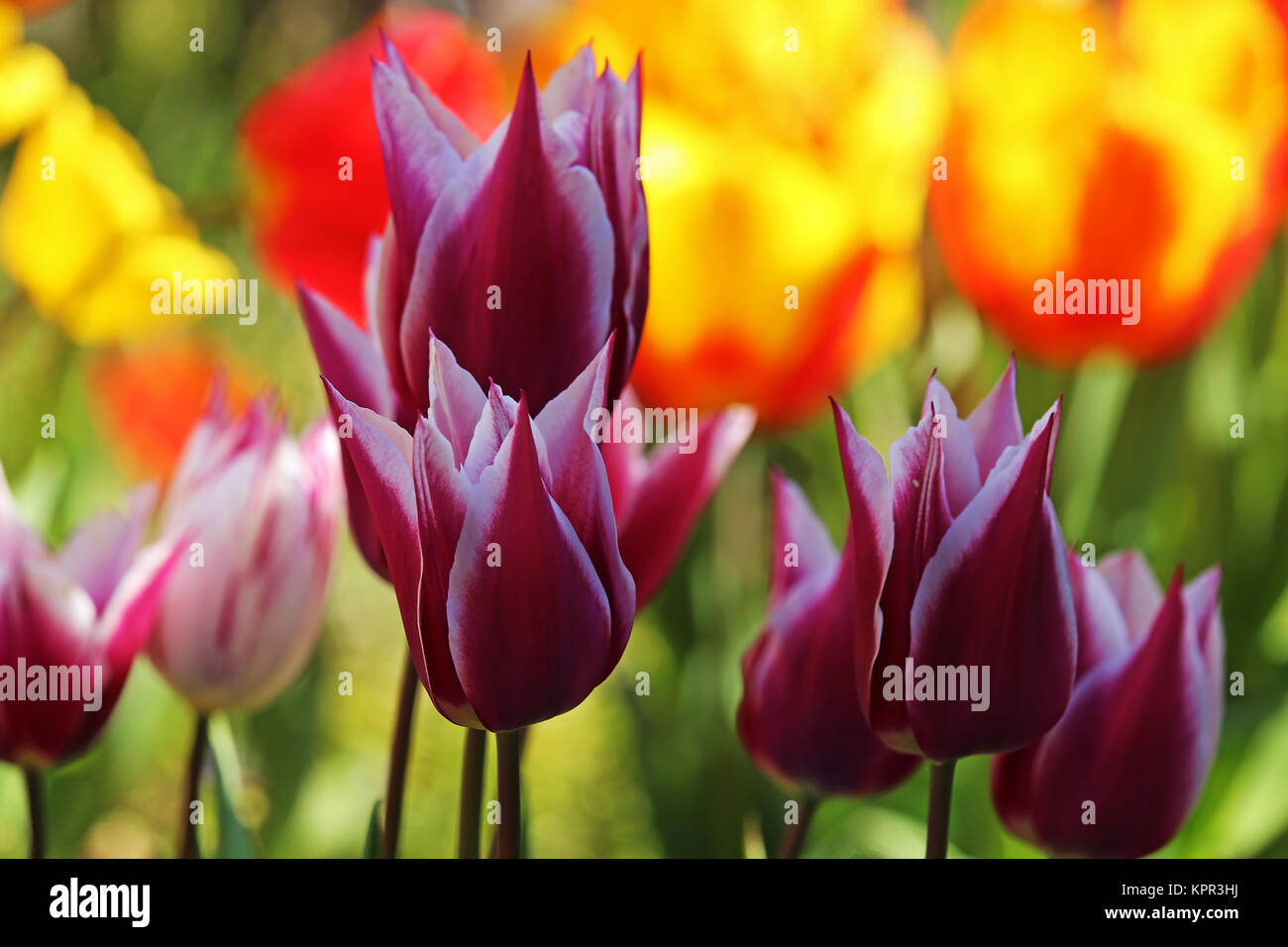 Farbenfrohe Tulpenpracht Stockfoto