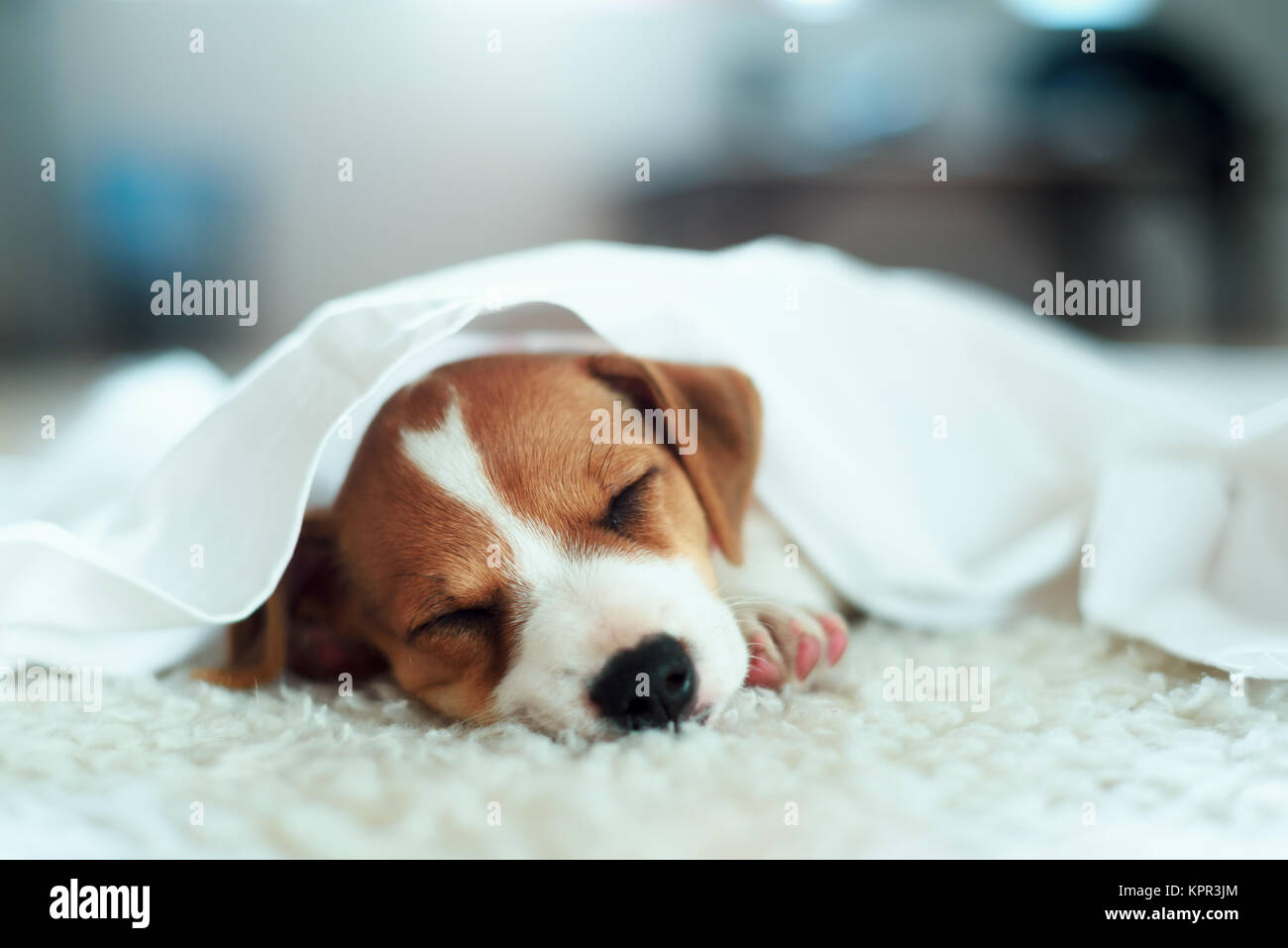 Jack Russel Terrier Welpen Stockfoto