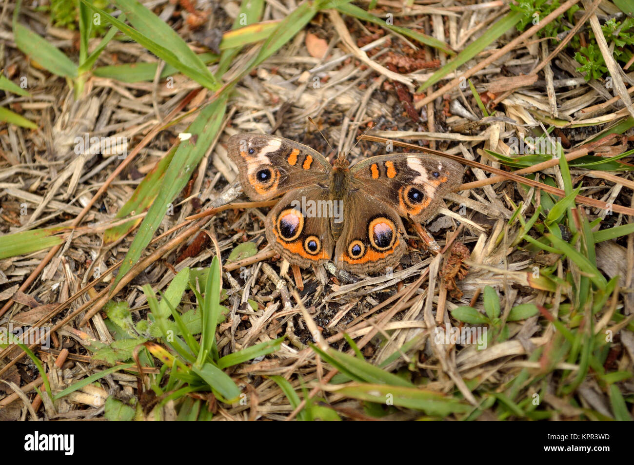 In der normalen Ansicht Gemeinsame Roßkastanie Schmetterling versteckt Stockfoto
