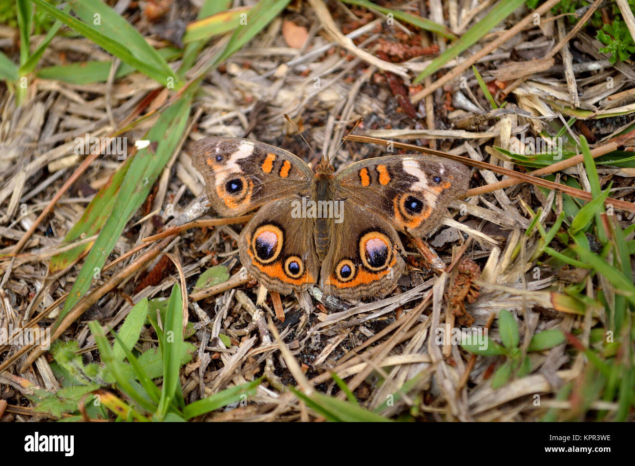 In der normalen Ansicht Gemeinsame Roßkastanie Schmetterling versteckt Stockfoto