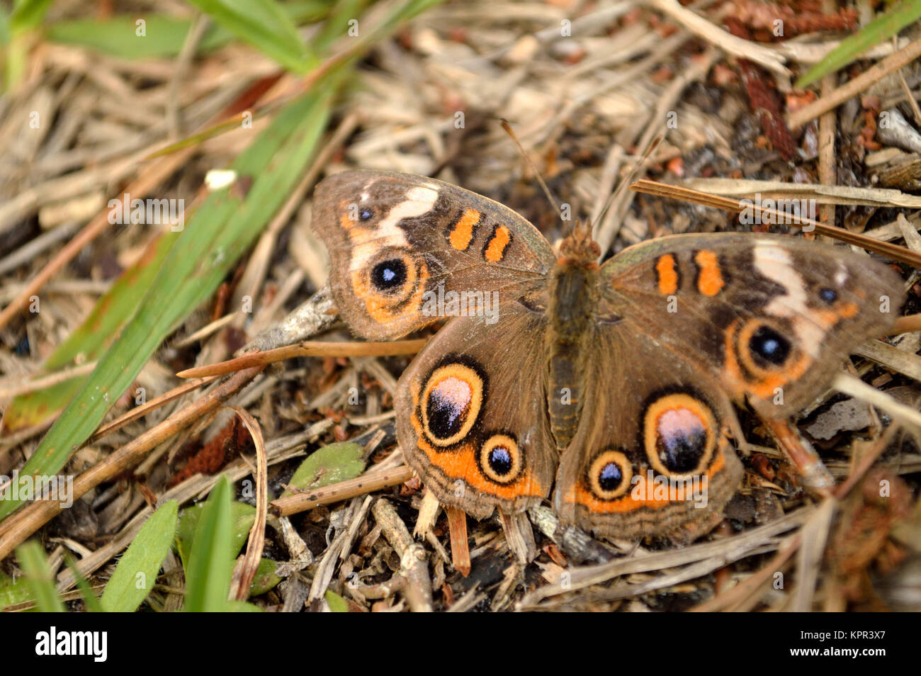In der normalen Ansicht Gemeinsame Roßkastanie Schmetterling versteckt Stockfoto