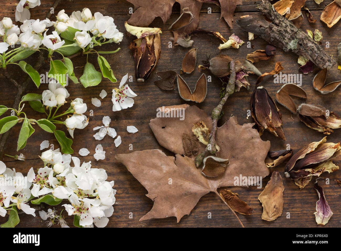 ApfelbaumblÃ¼Ten und herbstliche BlÃ¤tter in Hintergrund aus Holz als Stillleben Stockfoto