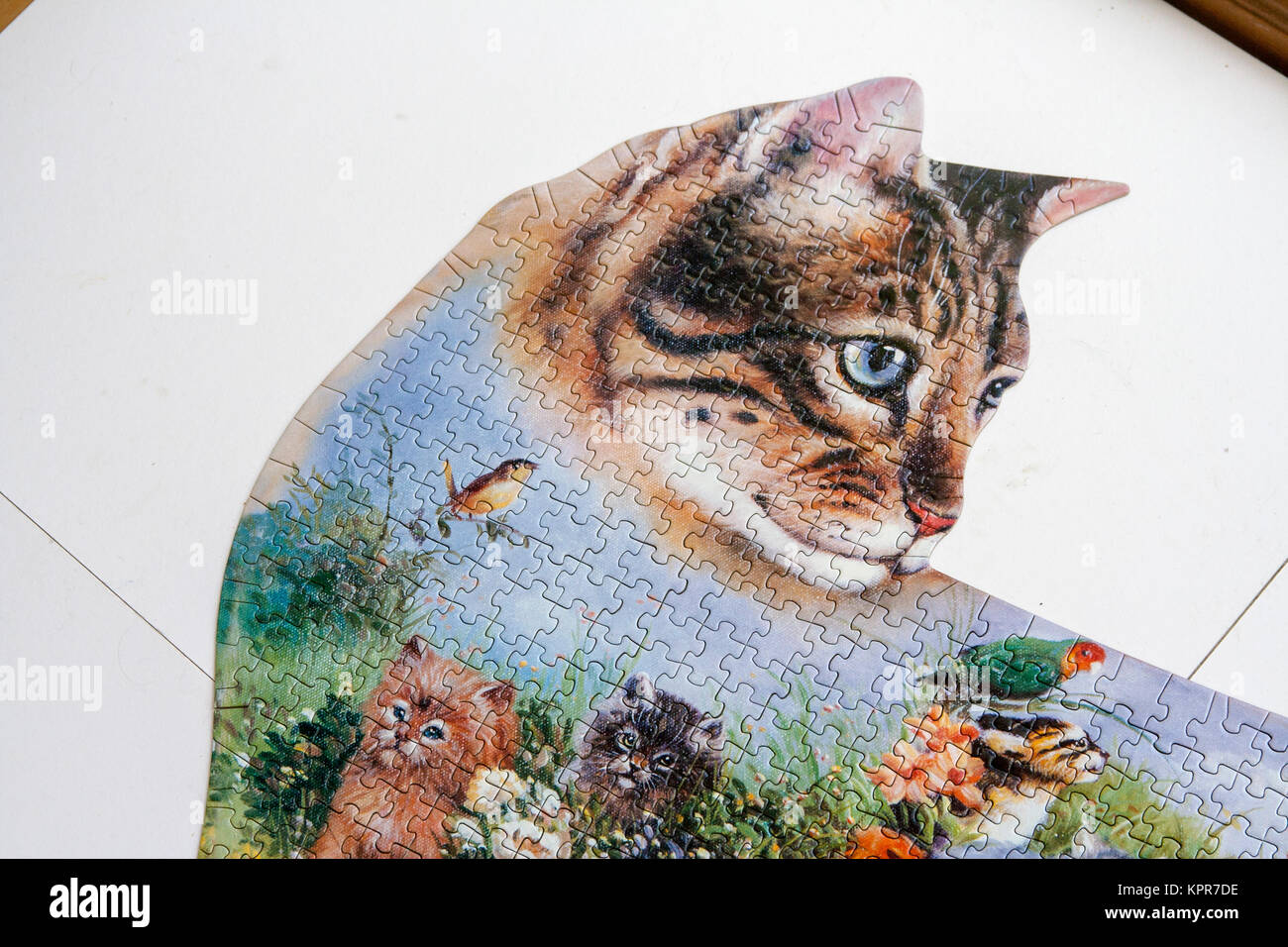 Riese, große Katze Puzzle Stockfoto