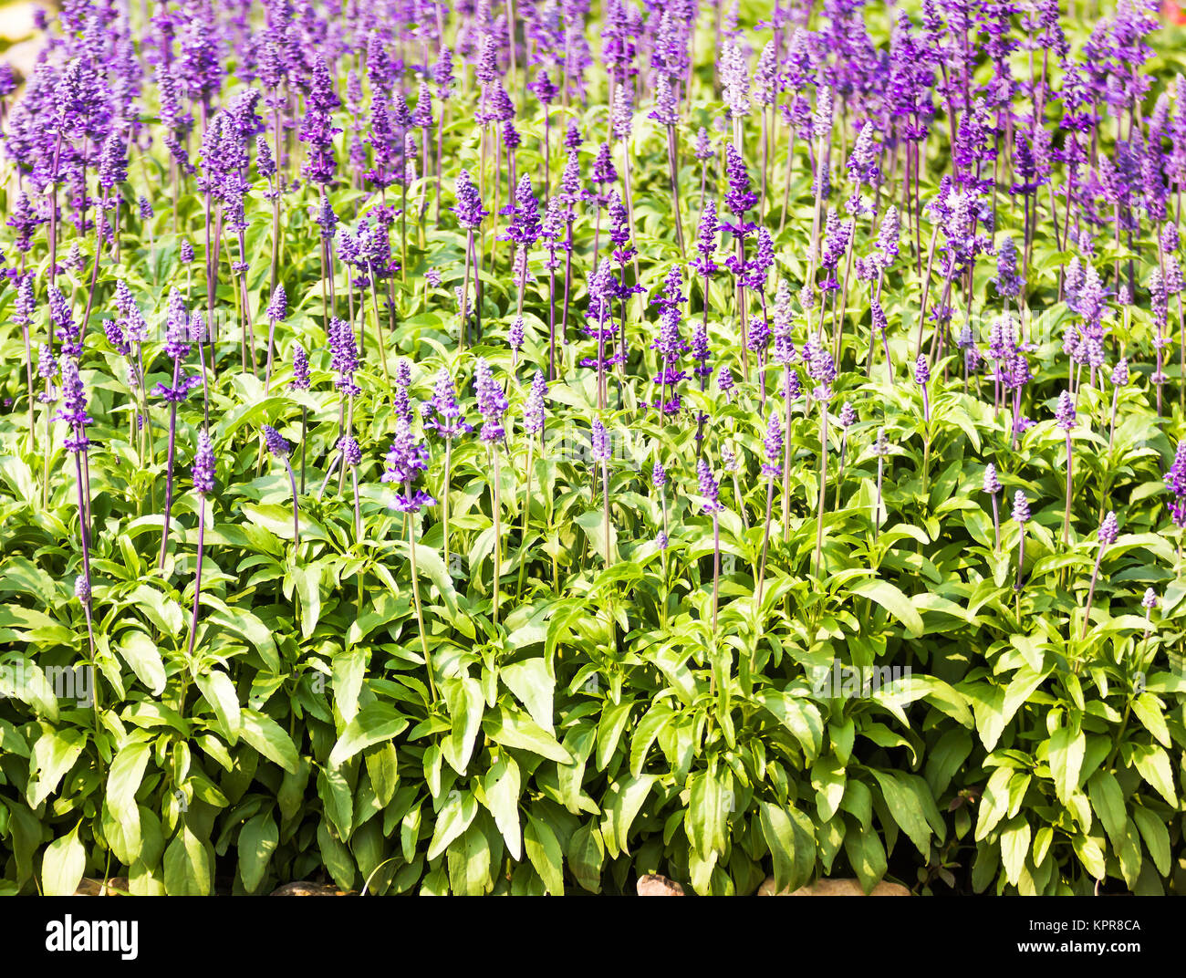 Blau Salvia Pflanze Stockfoto