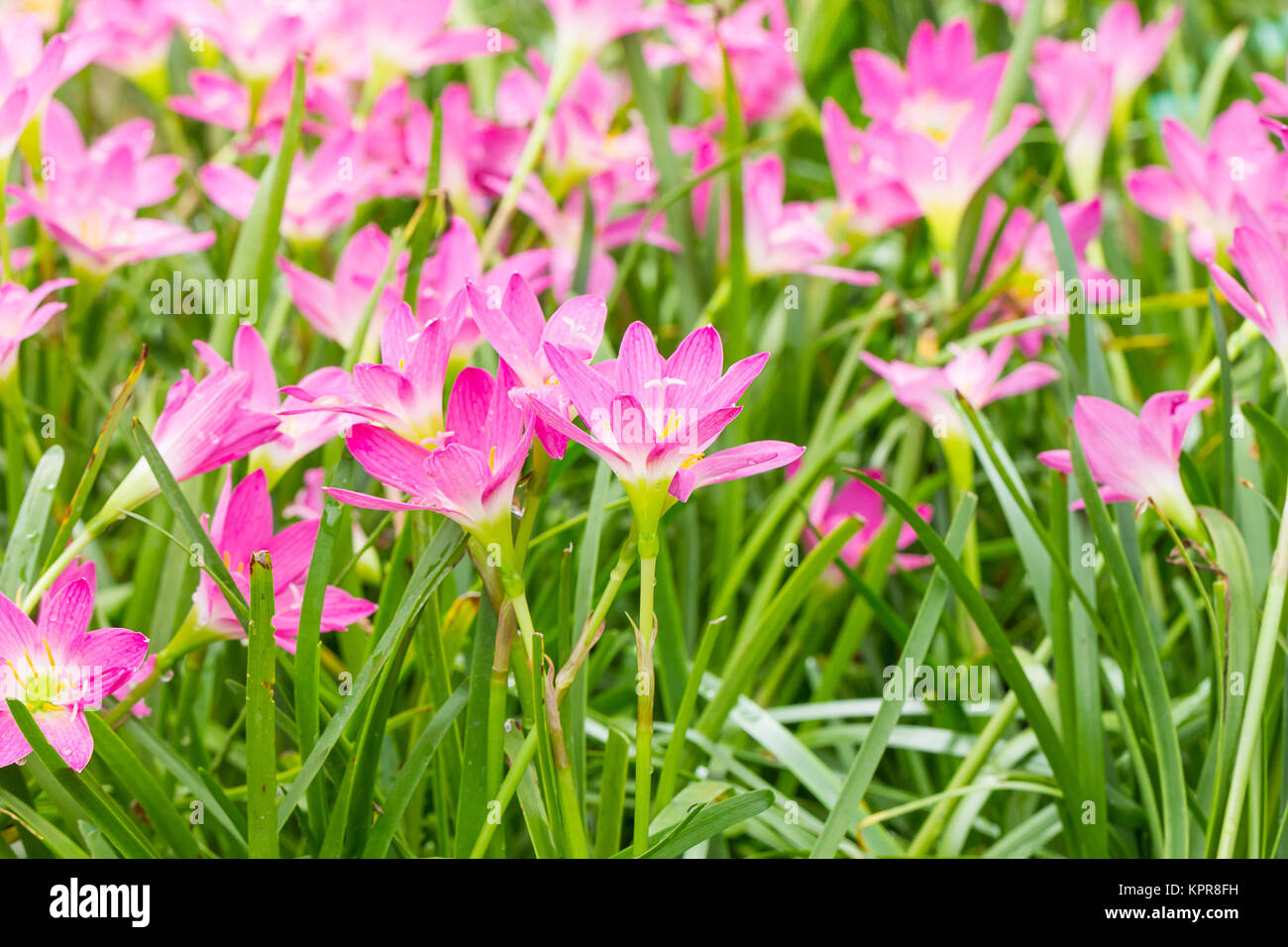 Fairy Lily Blume im Garten Stockfoto