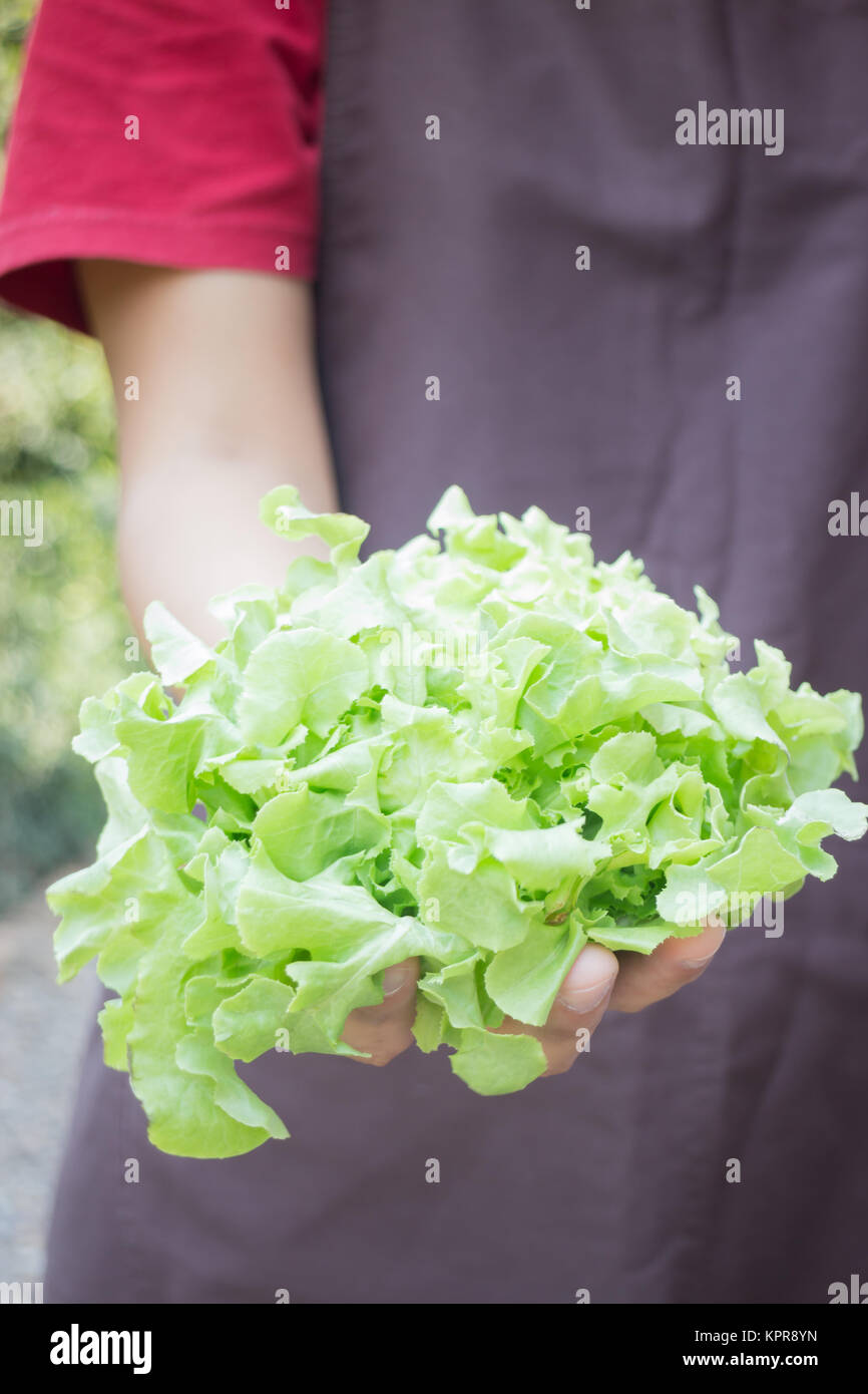 Hand auf Gruppe von Salat Gemüse Stockfoto, Bild: 168927689 - Alamy